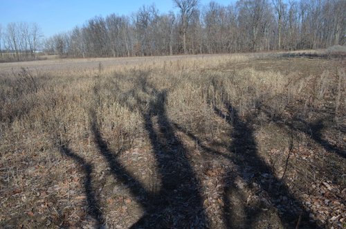 Property photo 9 - East Allen County - 55 Acre Land Auction